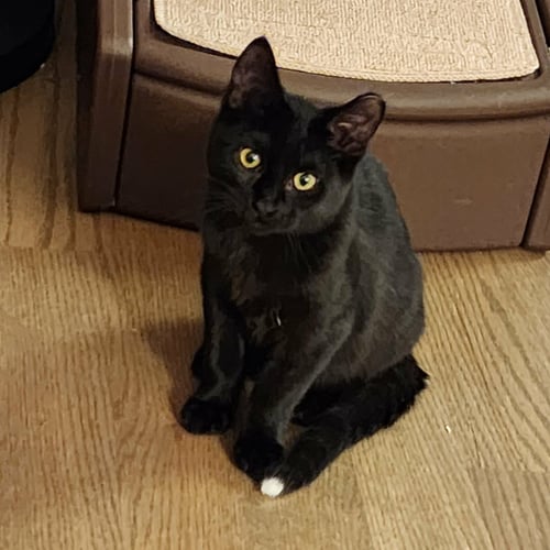RAFFOLINO - Domestic Short Hair available for adoption