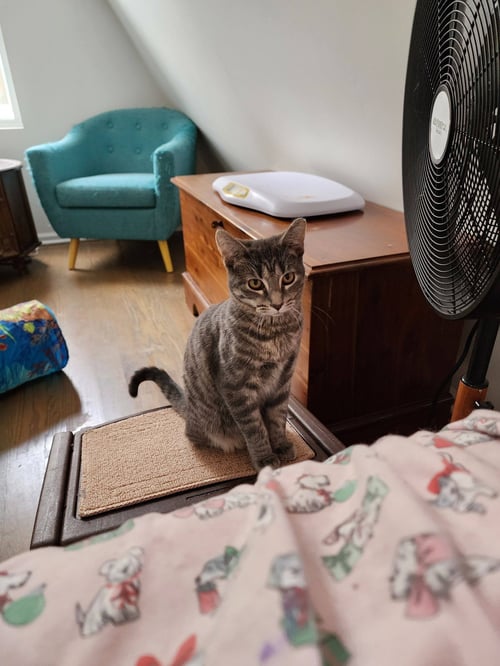 BELLARINA - Domestic Short Hair for adoption in Chicago