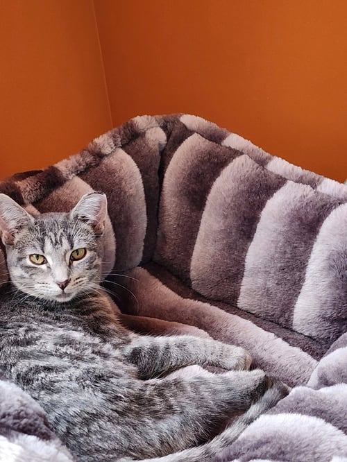 BELLARINA - Domestic Short Hair available for adoption