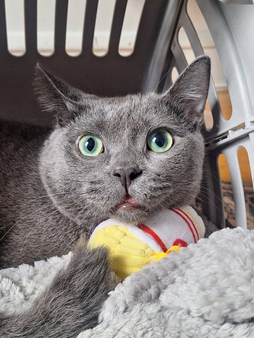 IVORY GREY - Domestic Short Hair for adoption in Chicago