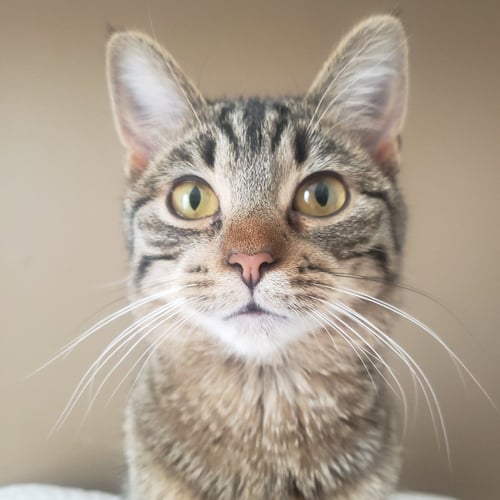 PAISLEY - Domestic Short Hair for adoption in Chicago