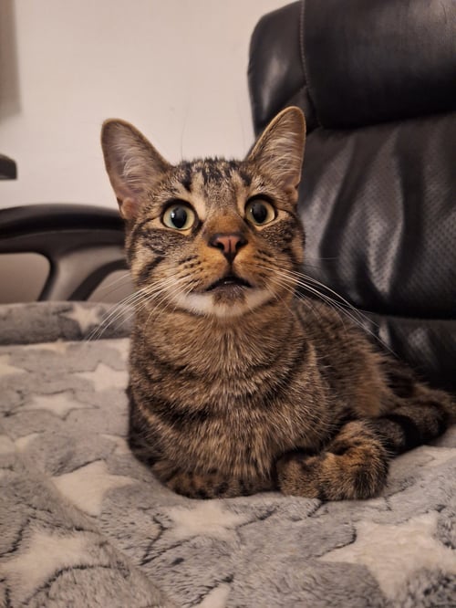CRISPIN - Domestic Short Hair for adoption in Chicago