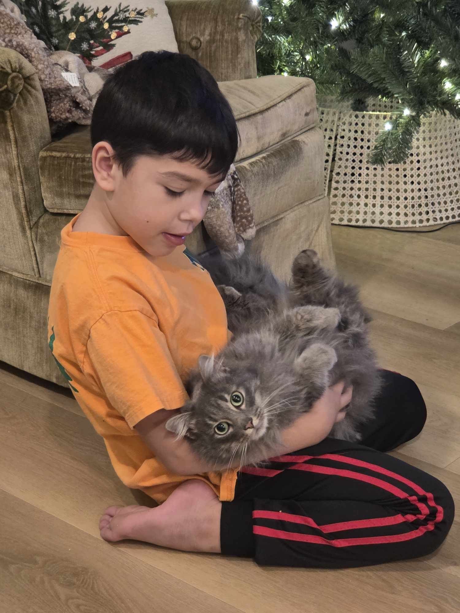 ELARA - Domestic Long Hair available for adoption