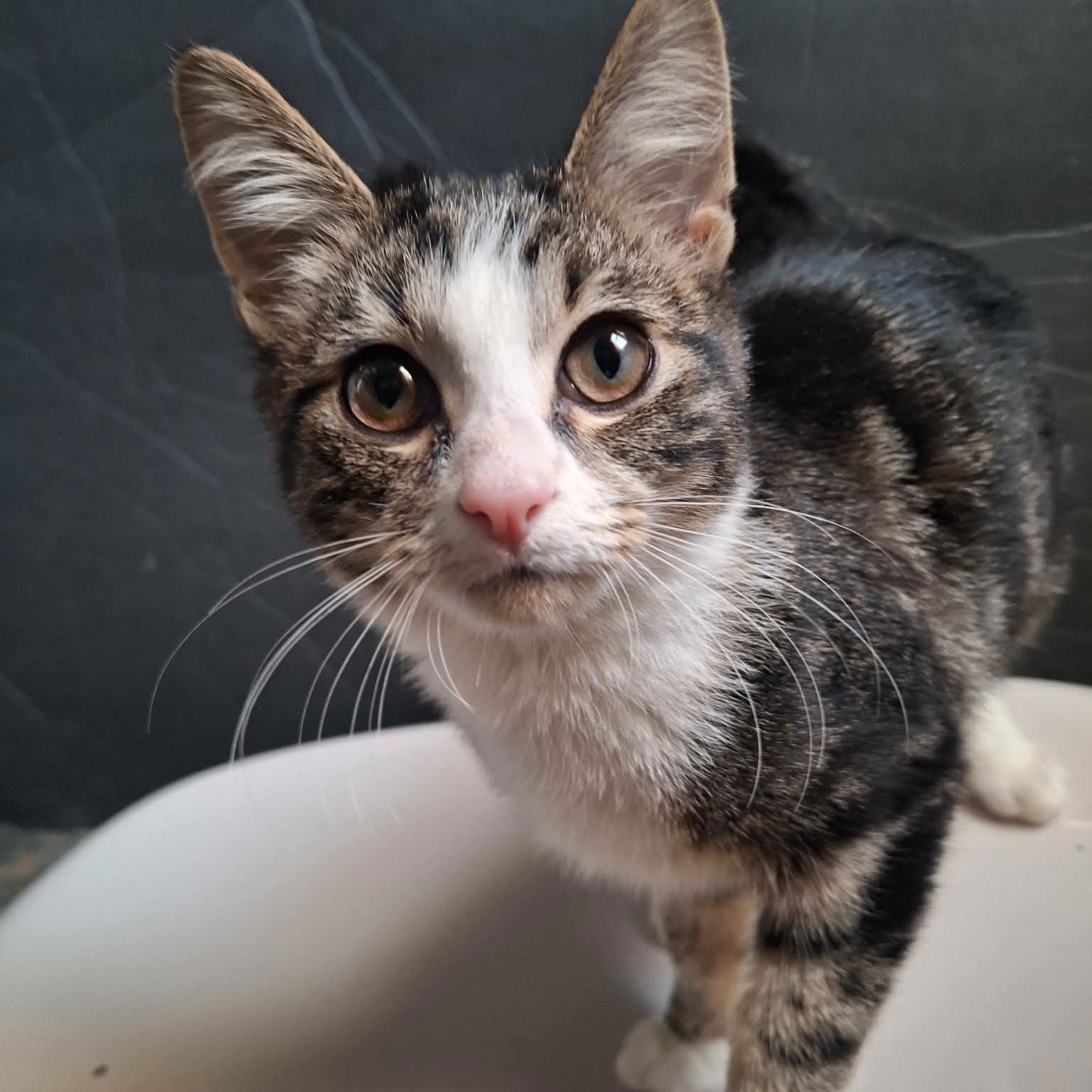 MASTER BISCUIT - Domestic Short Hair for adoption in Chicago