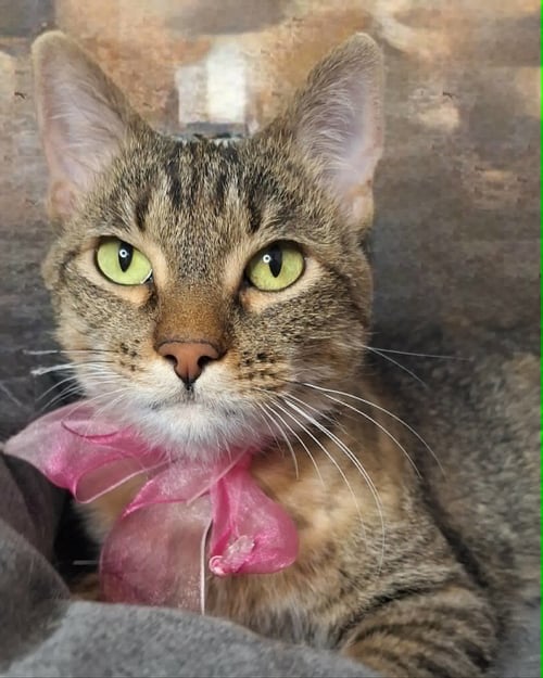 SATURDAY - Domestic Short Hair for adoption in Chicago