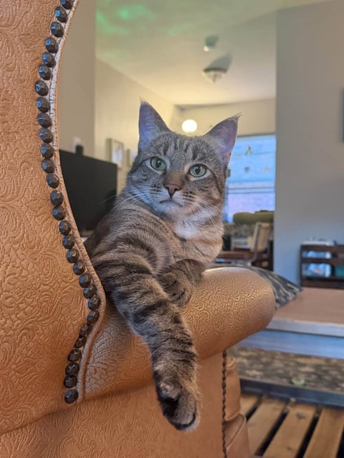 SATURDAY - Domestic Short Hair available for adoption