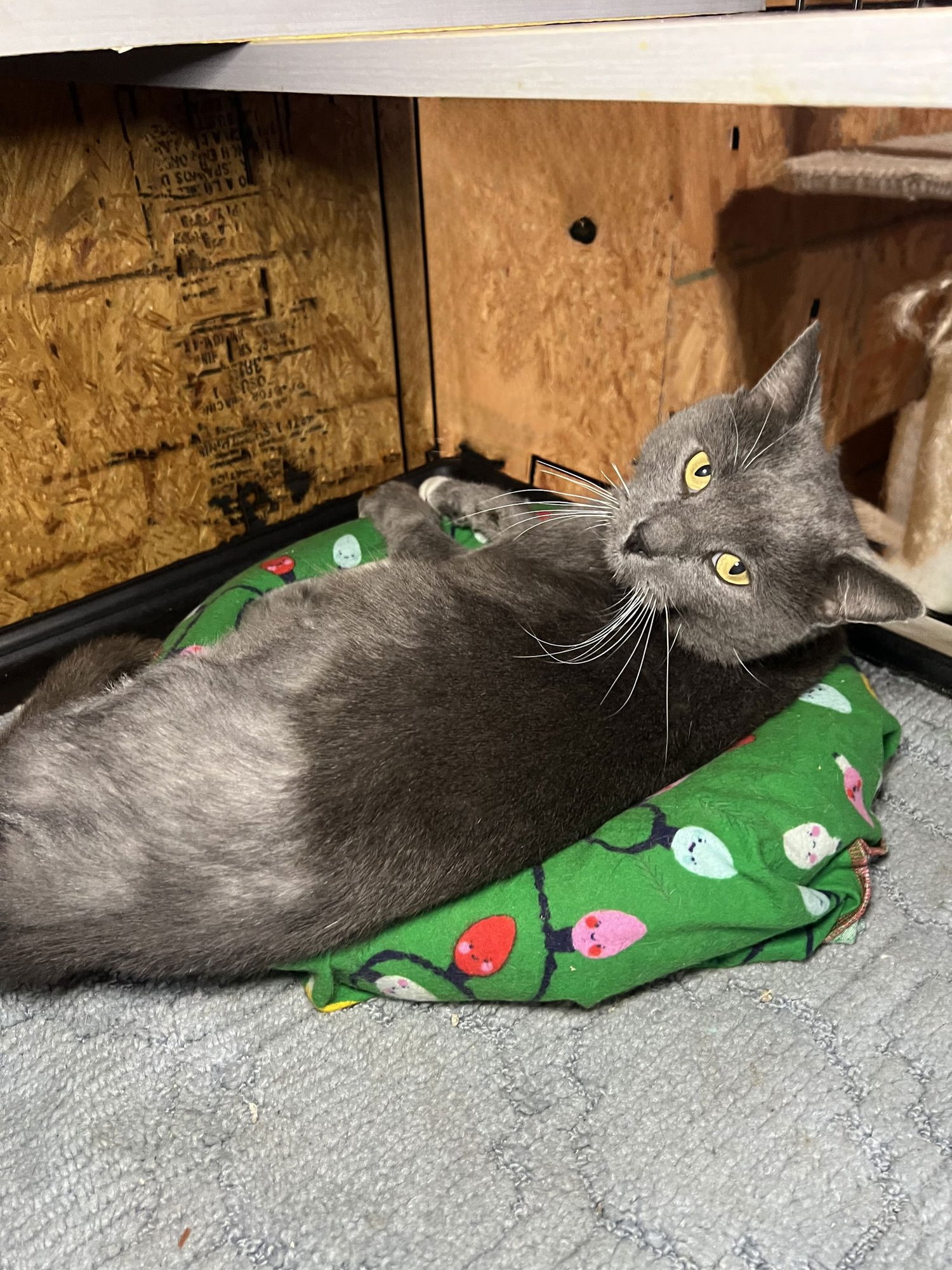 AUDIE - Domestic Short Hair available for adoption