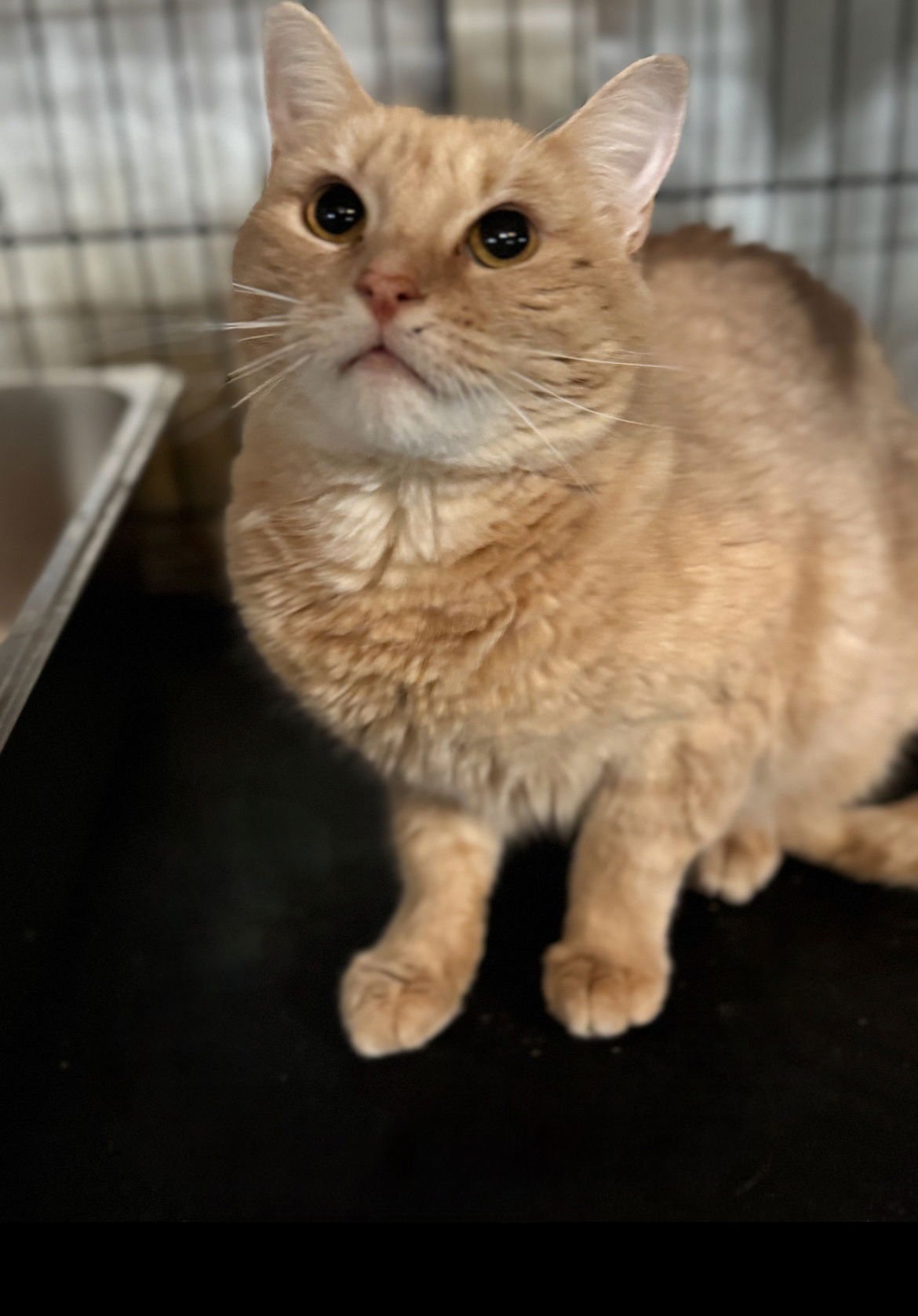 FLORA - Domestic Short Hair available for adoption