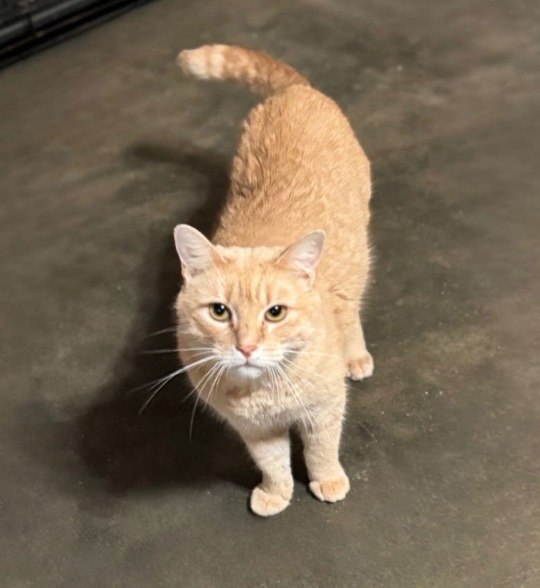 FLORA - Domestic Short Hair available for adoption