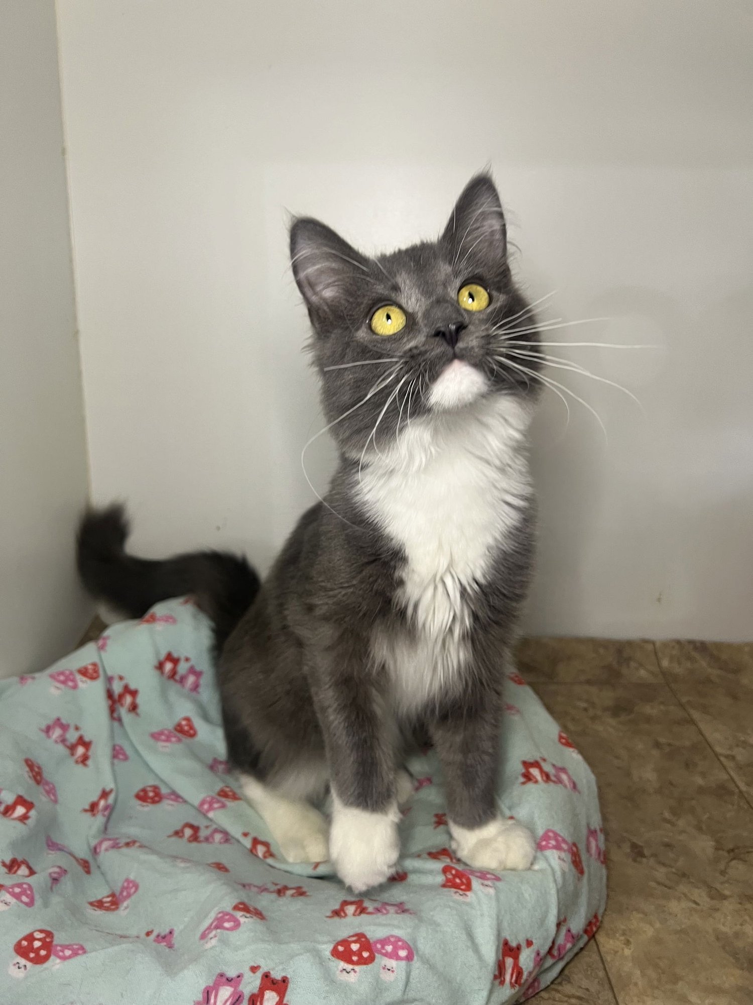 GRAYSON - Domestic Short Hair available for adoption