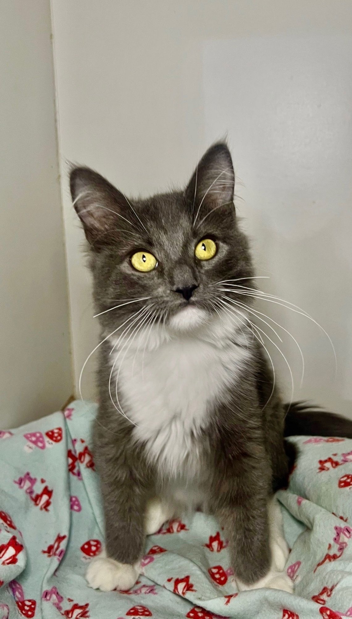 GRAYSON - Domestic Short Hair available for adoption