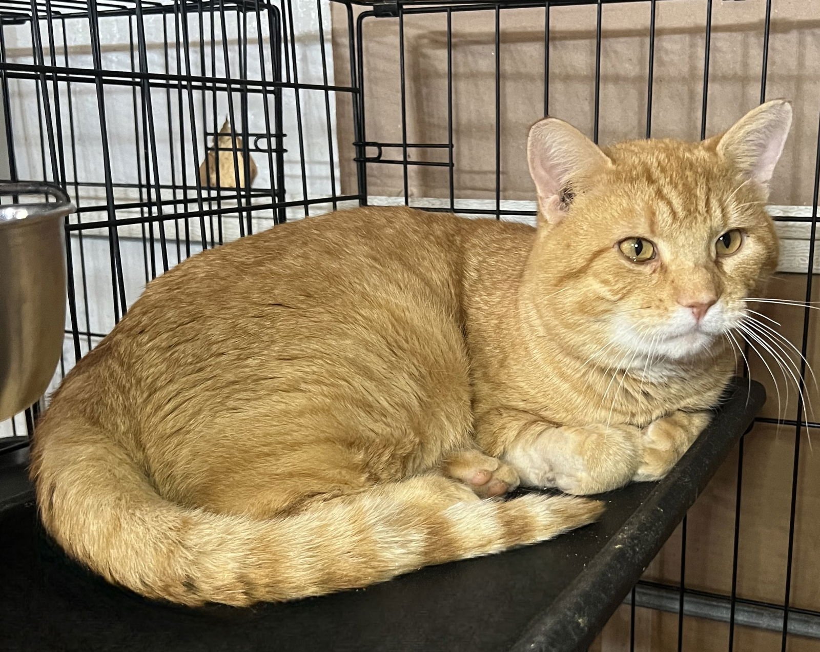 BIG MAC - Domestic Short Hair / Tabby available for adoption