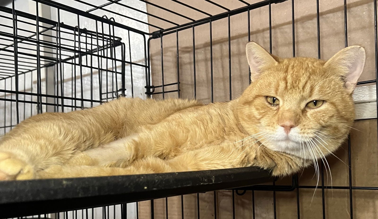 BIG MAC - Domestic Short Hair / Tabby available for adoption