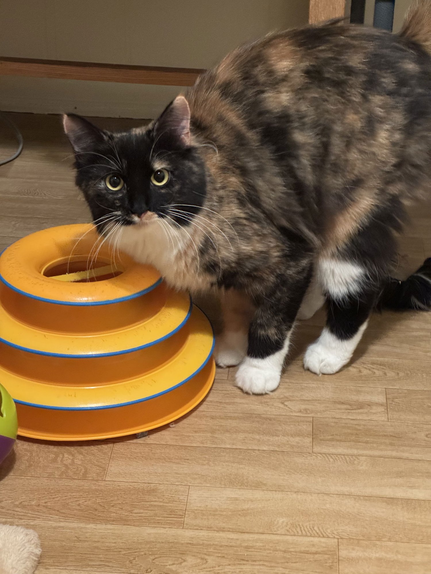 SUNDAE - Calico / Domestic Medium Hair available for adoption