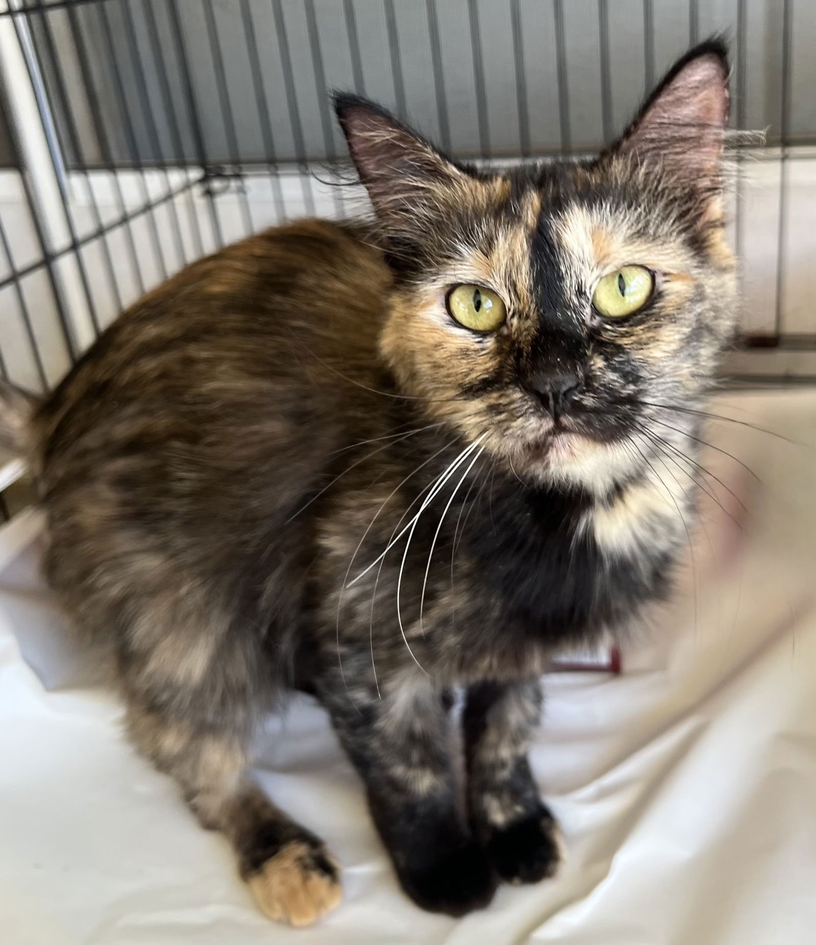 DELILAH - Tortoiseshell / Domestic Short Hair available for adoption