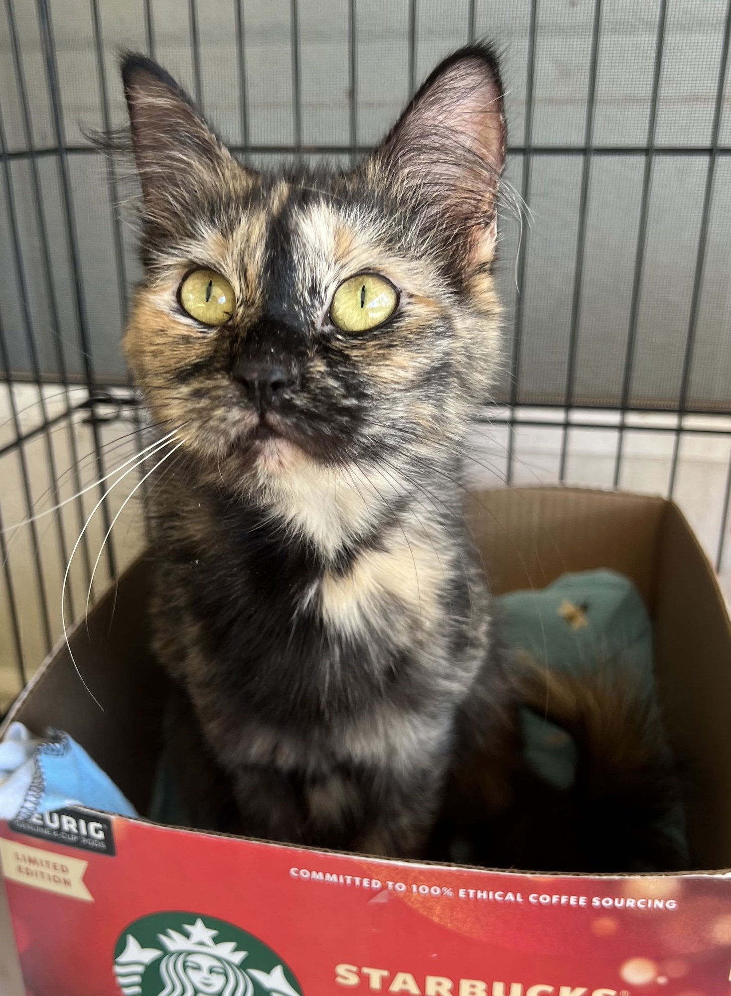 DELILAH - Tortoiseshell / Domestic Short Hair available for adoption