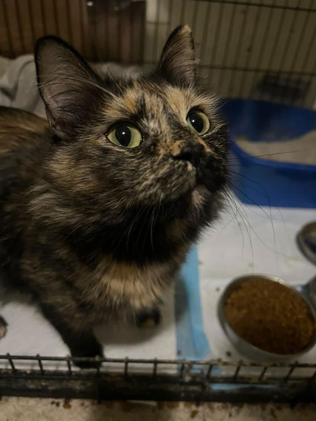 IVY - Domestic Long Hair / Tortoiseshell available for adoption