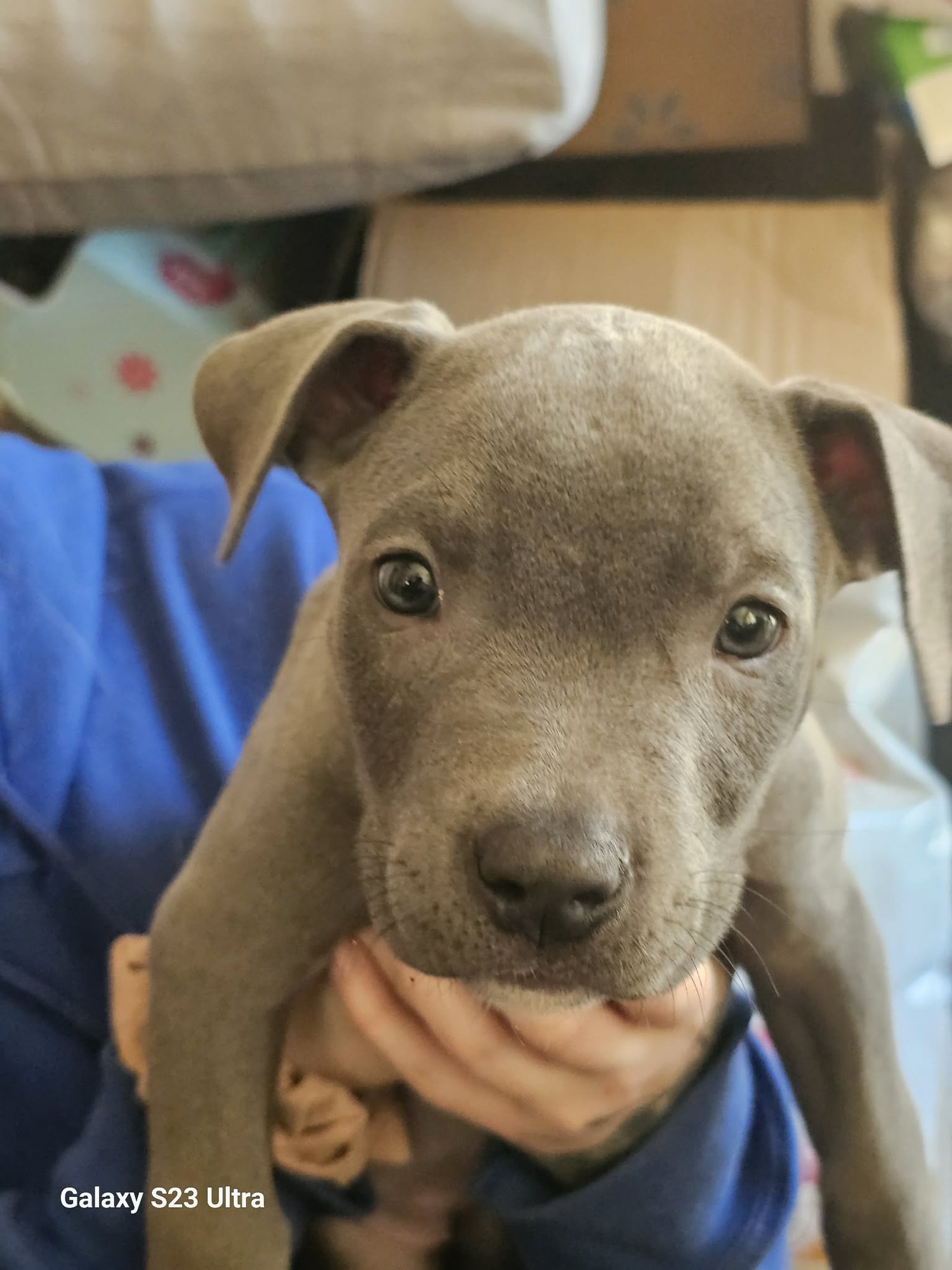 HATTIE - American Pit Bull Terrier / Cane Corso Mastiff available for adoption