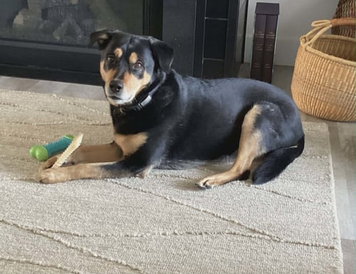 MOLLY - Rottweiler available for adoption