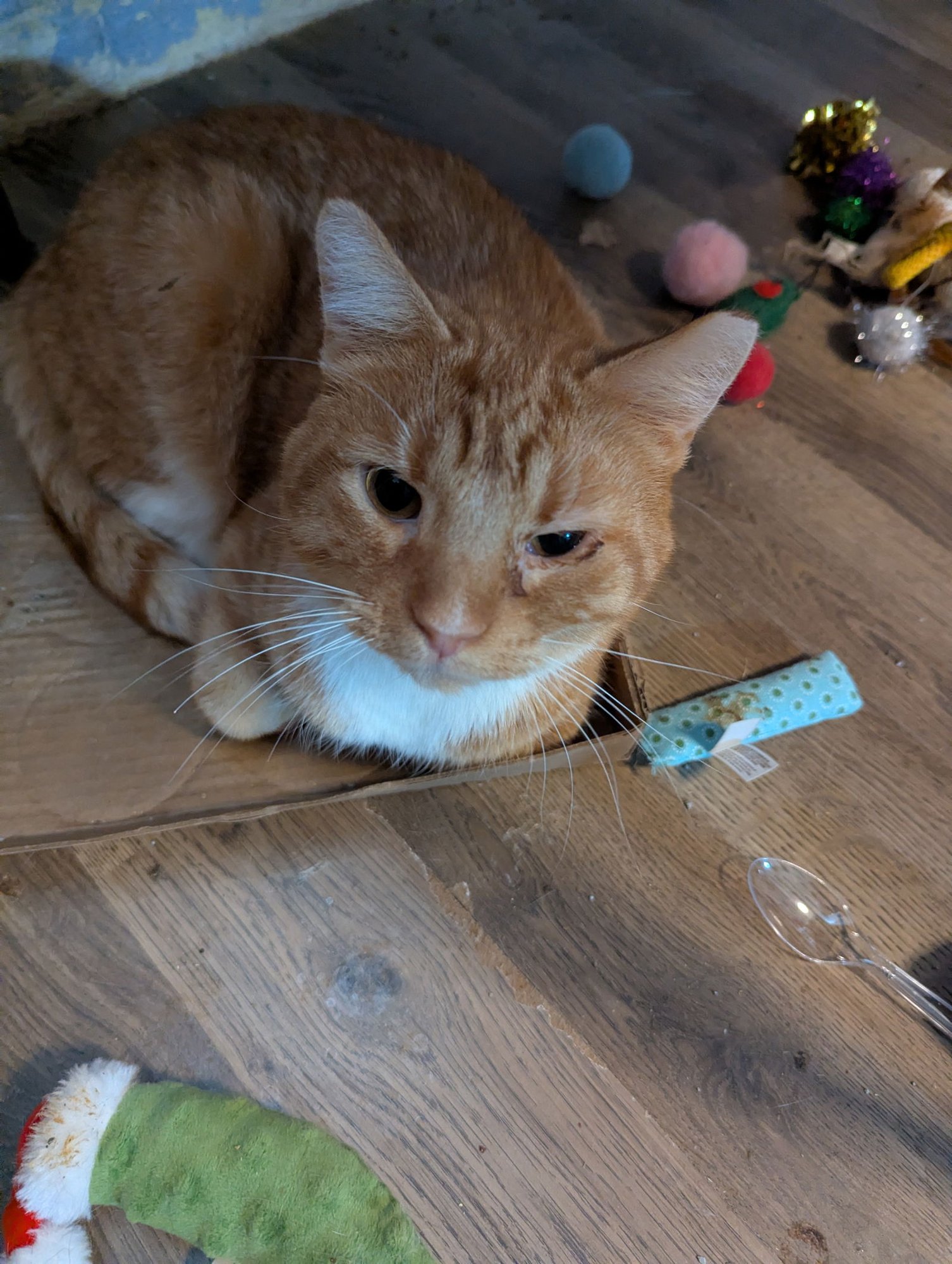 CLAYTON - Domestic Short Hair available for adoption