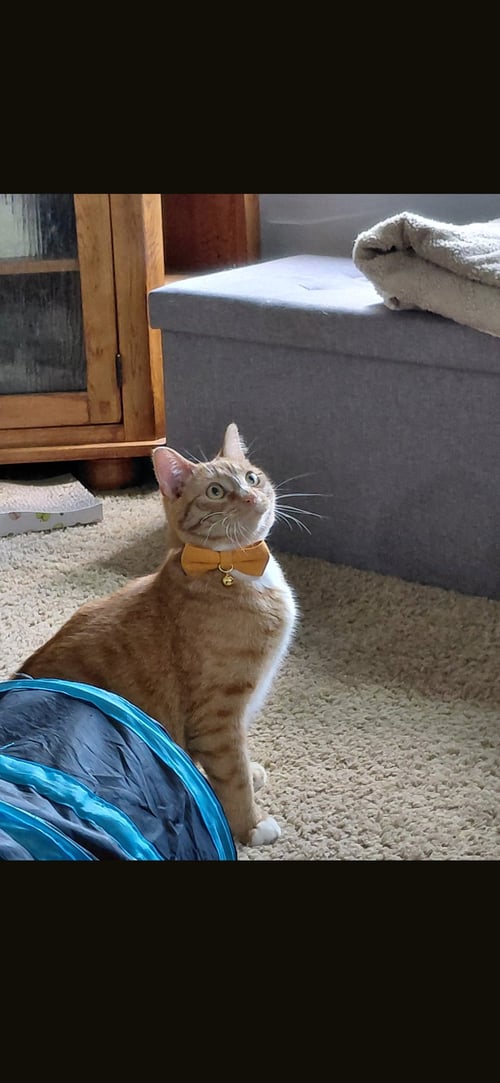 PAUL - Domestic Short Hair available for adoption