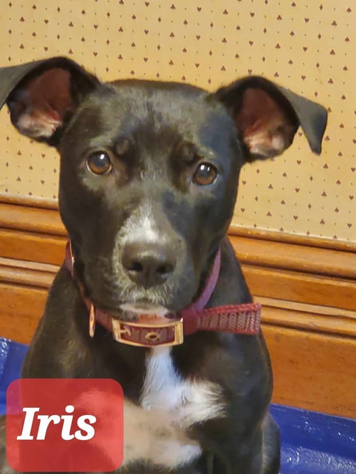 IRIS - Terrier available for adoption