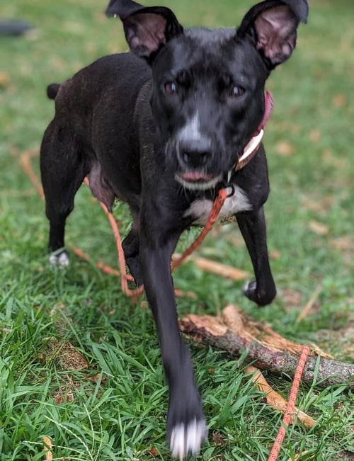 IRIS - Terrier available for adoption