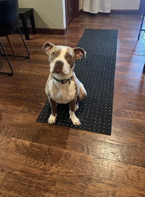 PARKER - American Pit Bull Terrier available for adoption