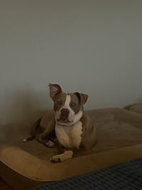 Parker - Photo 2