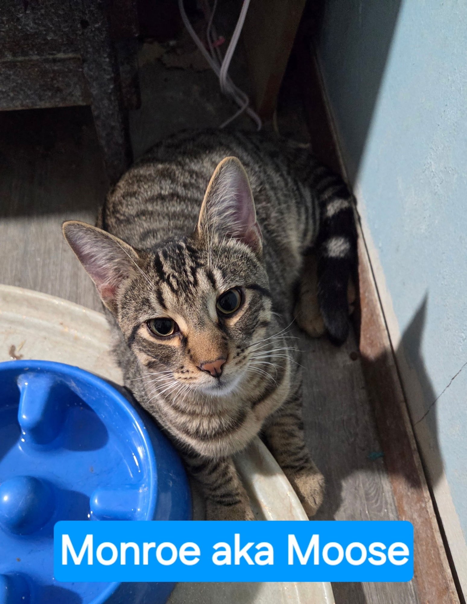 MONROE - Domestic Short Hair available for adoption