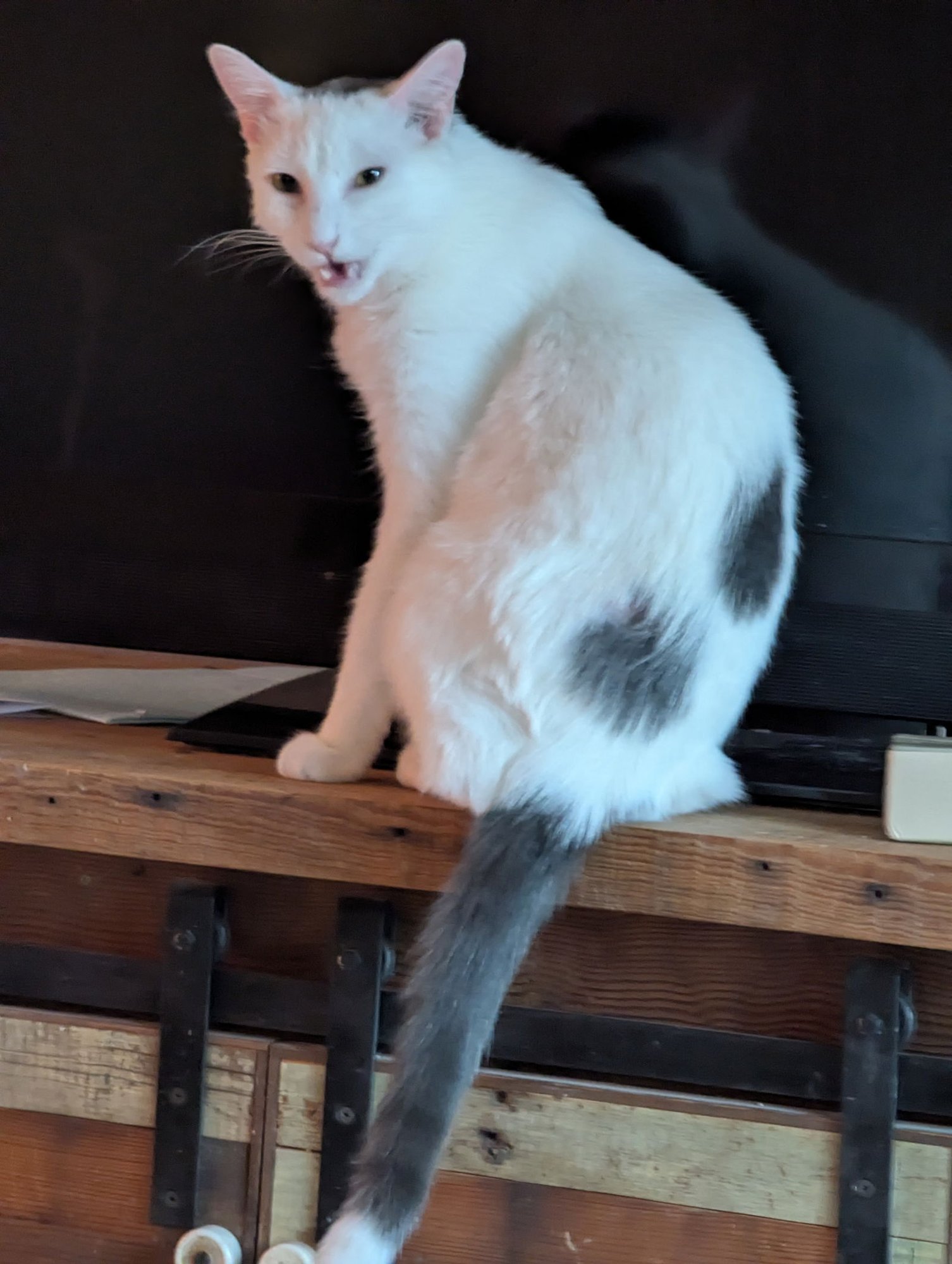 WALTER - Domestic Short Hair available for adoption