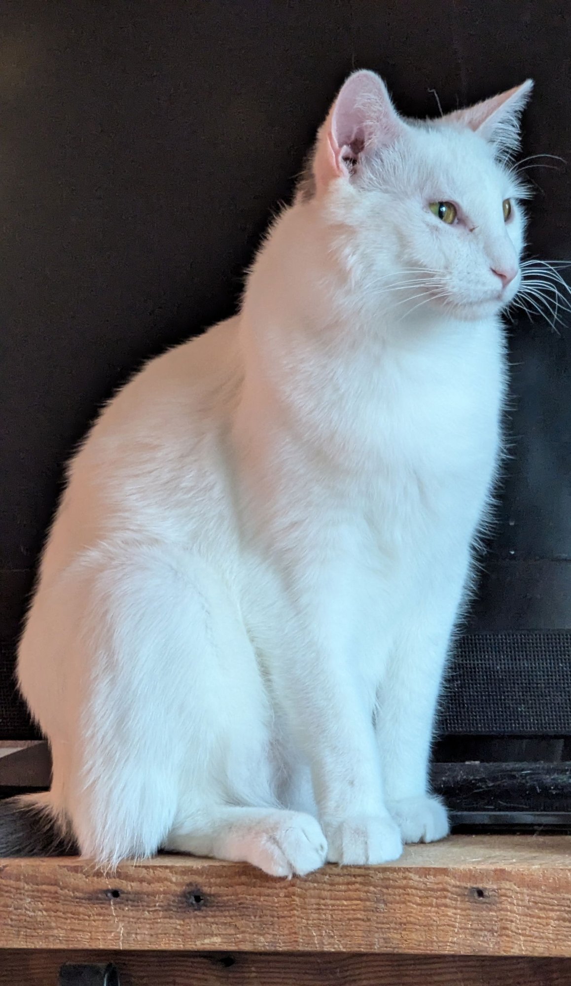 WALTER - Domestic Short Hair available for adoption