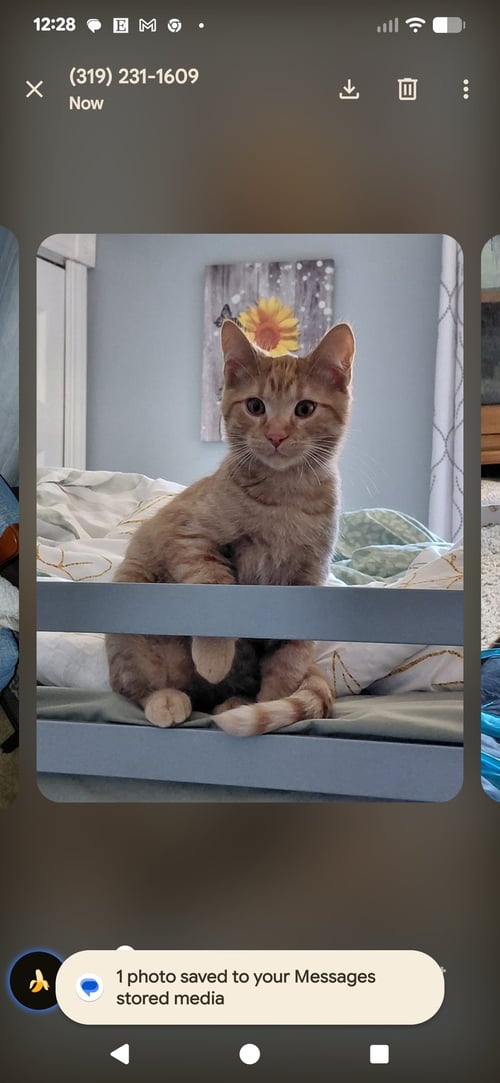 GARY - Domestic Short Hair available for adoption