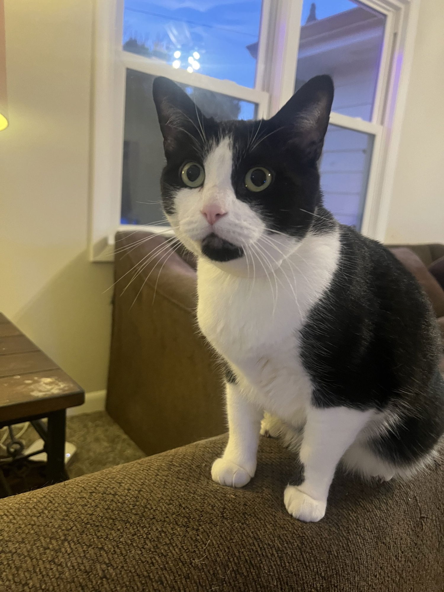 ESTHER - Domestic Short Hair available for adoption