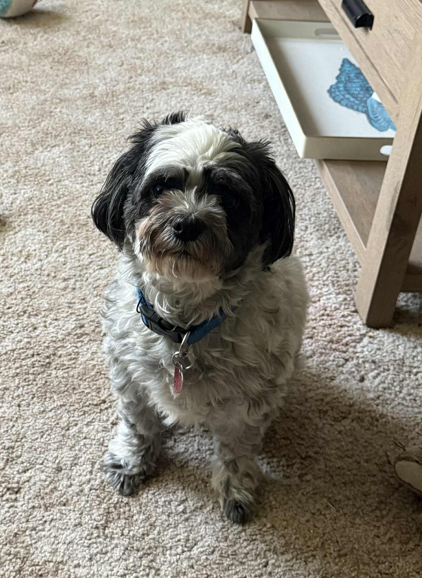 BAXTER - Shih Tzu available for adoption