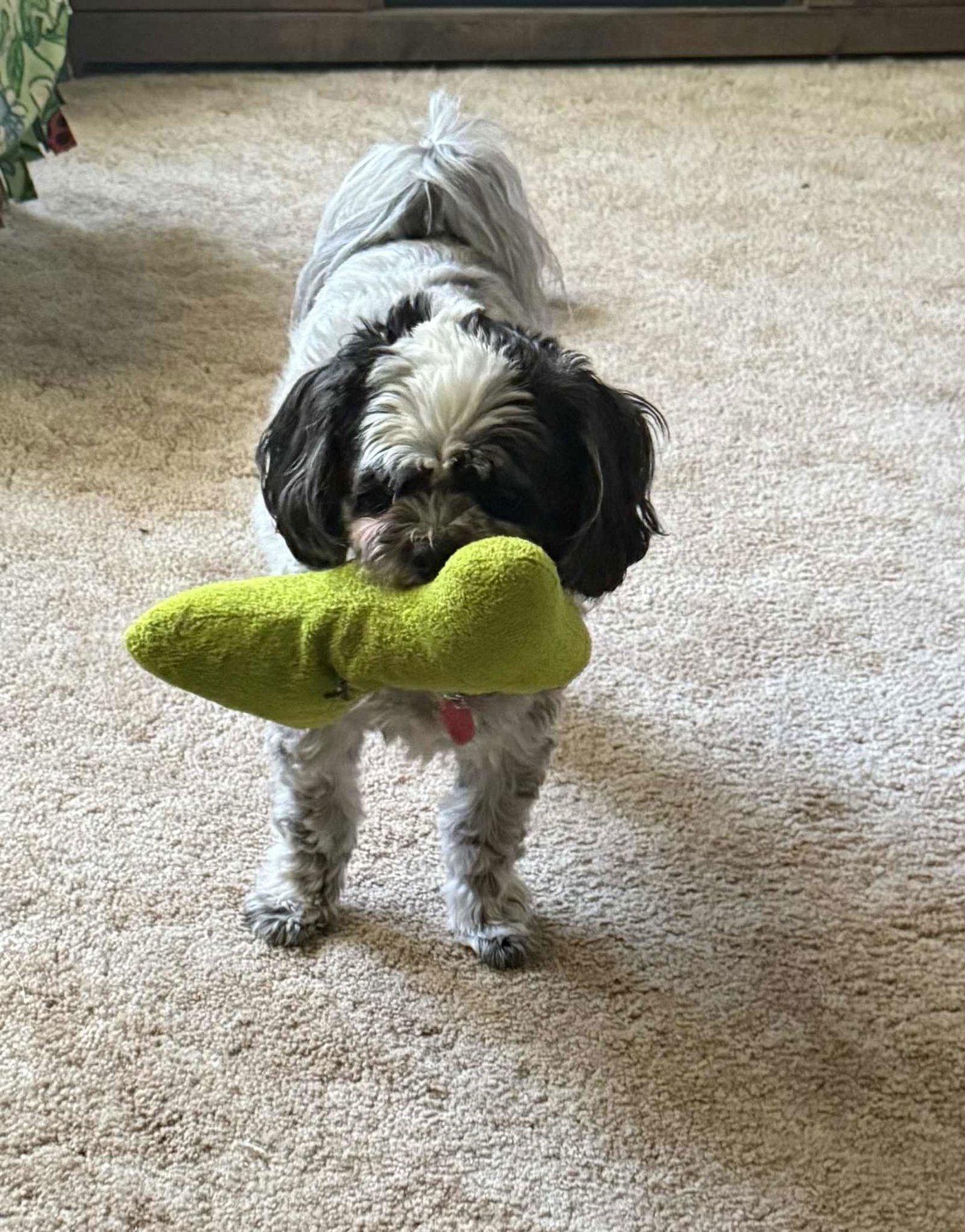 BAXTER - Shih Tzu available for adoption
