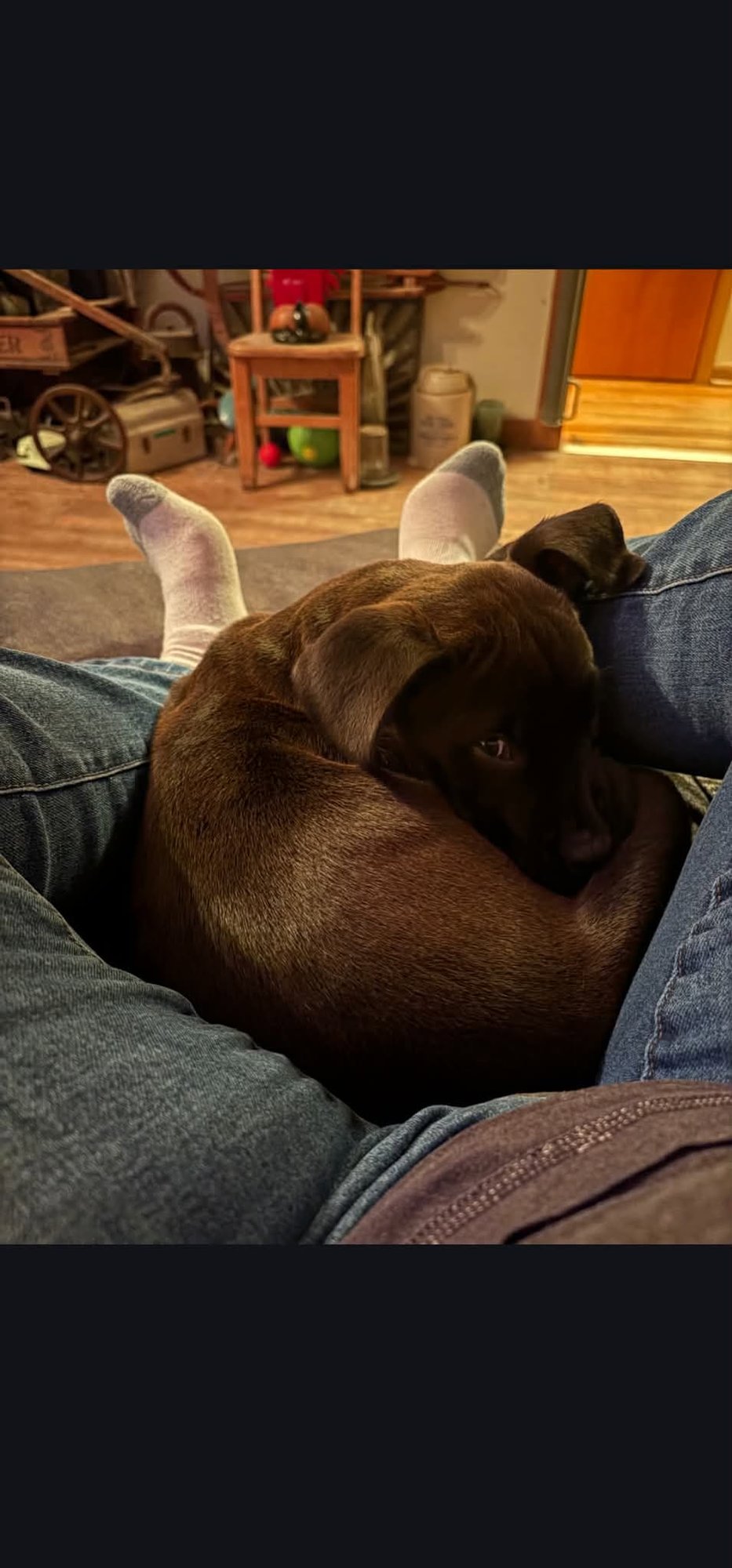 TWIST - Terrier available for adoption