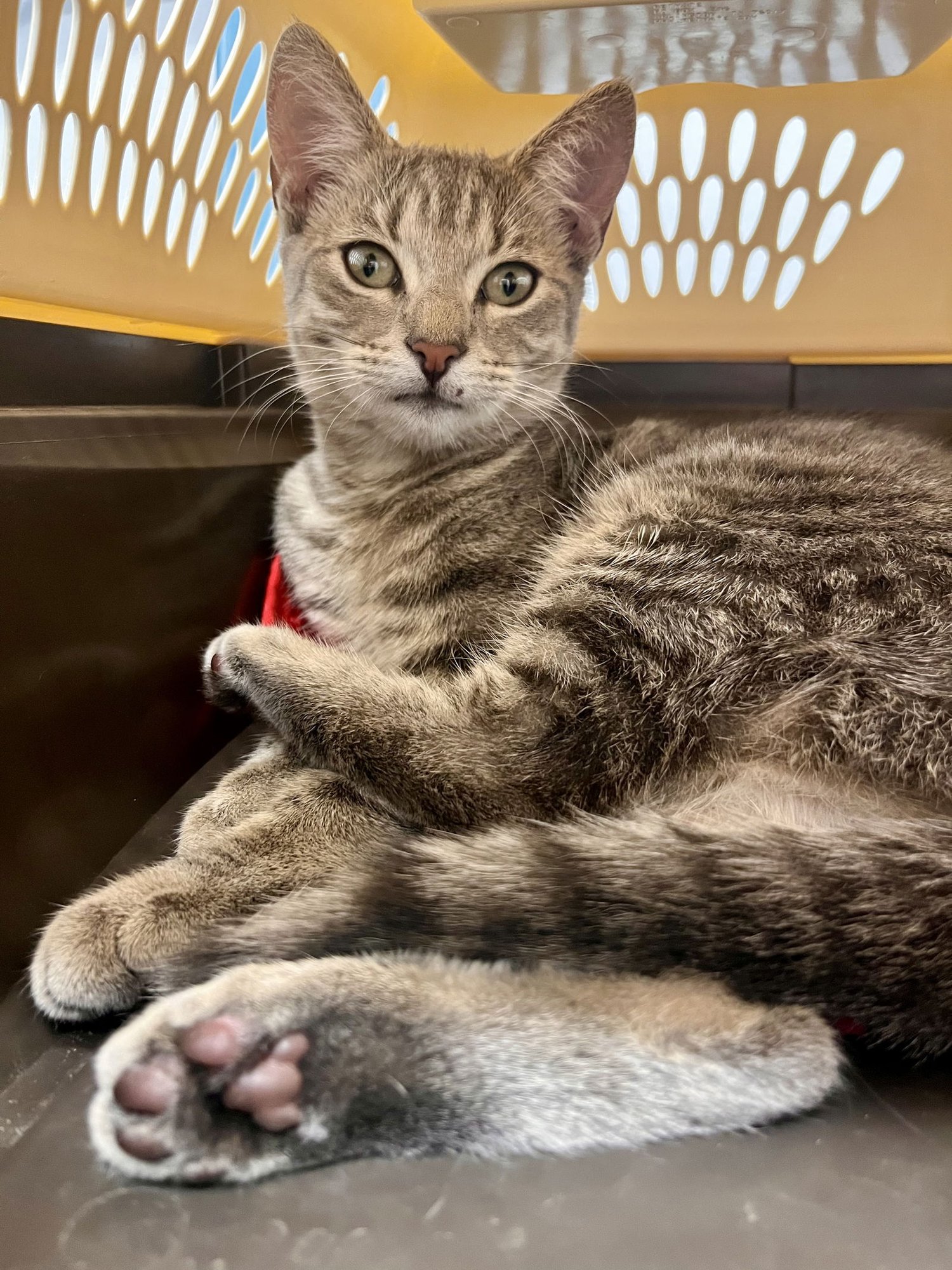 MARILYN MONROE - Domestic Short Hair available for adoption