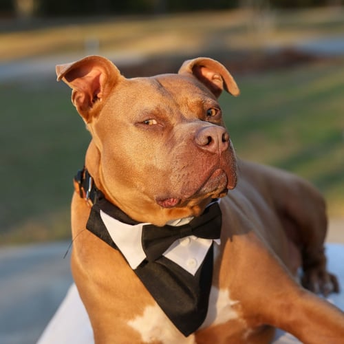 CHOPPER II - Unknown for adoption in Gainesville