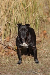 Thunder - Photo 2