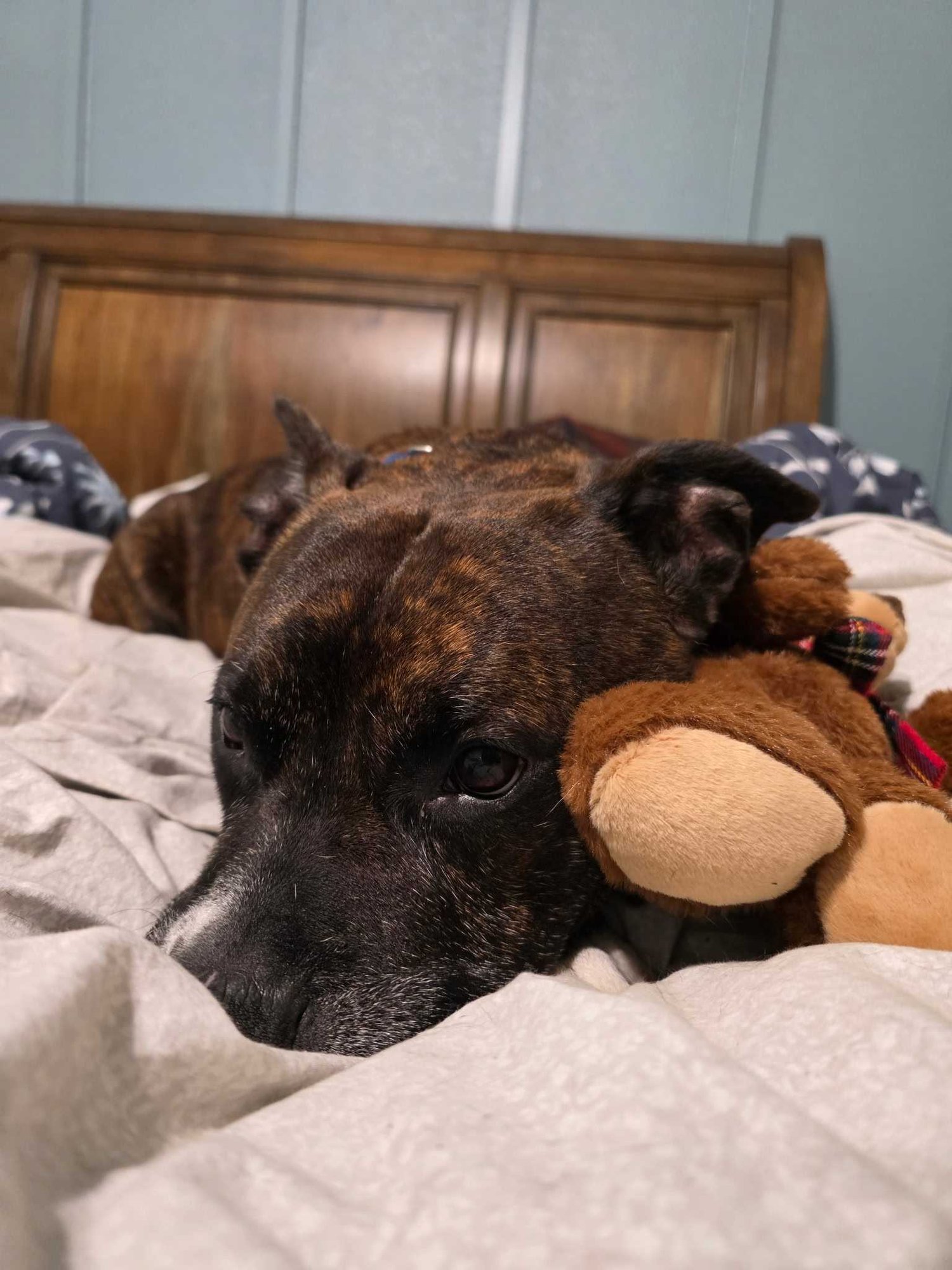 MR. WALTER - Unknown available for adoption