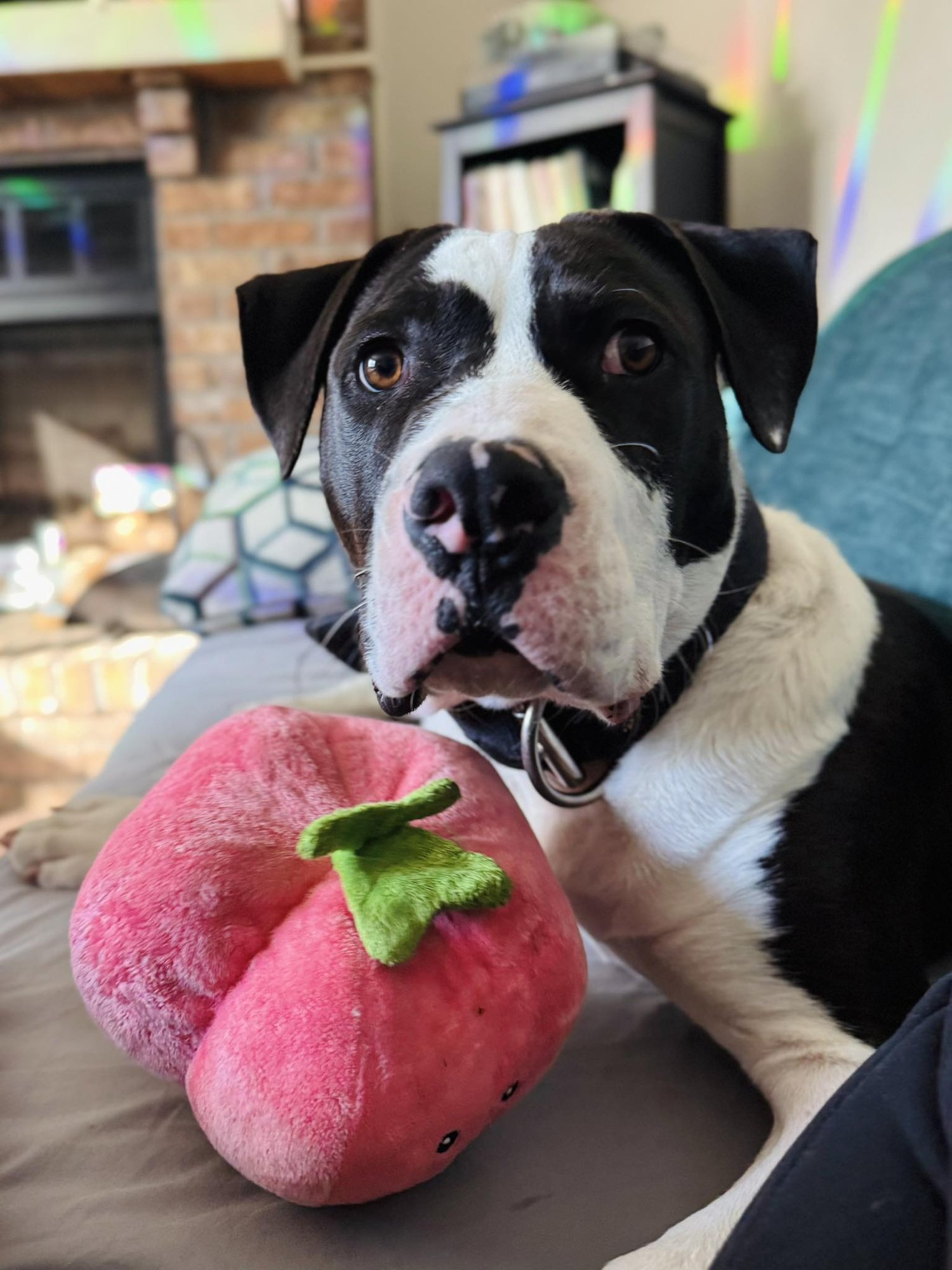 MR. D - Unknown available for adoption