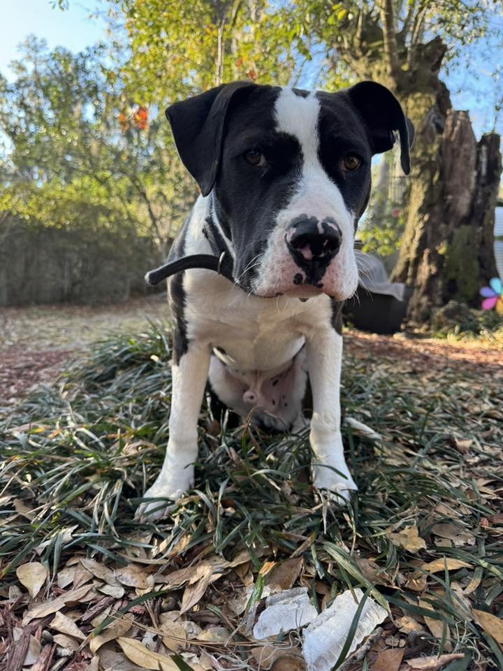 MR. D - Unknown available for adoption