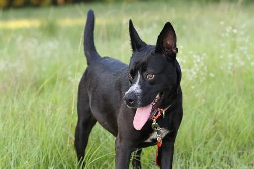 CHARLOTTE WEBB - German Shepherd Dog available for adoption