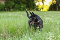 Charlotte Webb - Photo 4