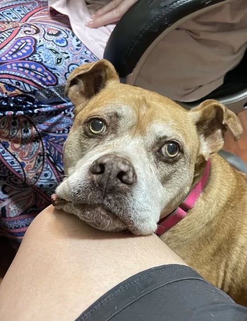 MAGGIE MAY - Unknown available for adoption