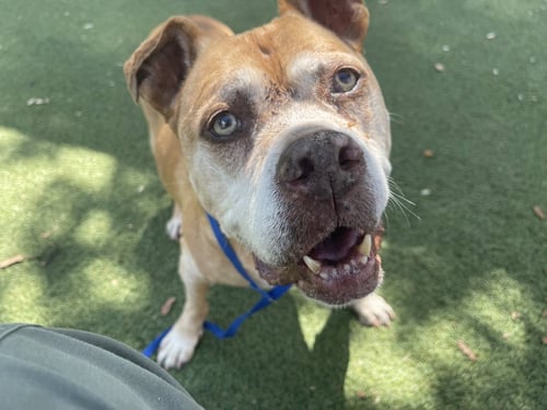 MAGGIE MAY - Unknown for adoption in Gainesville