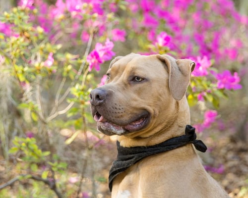 CITIZEN KANE - Unknown for adoption in Gainesville