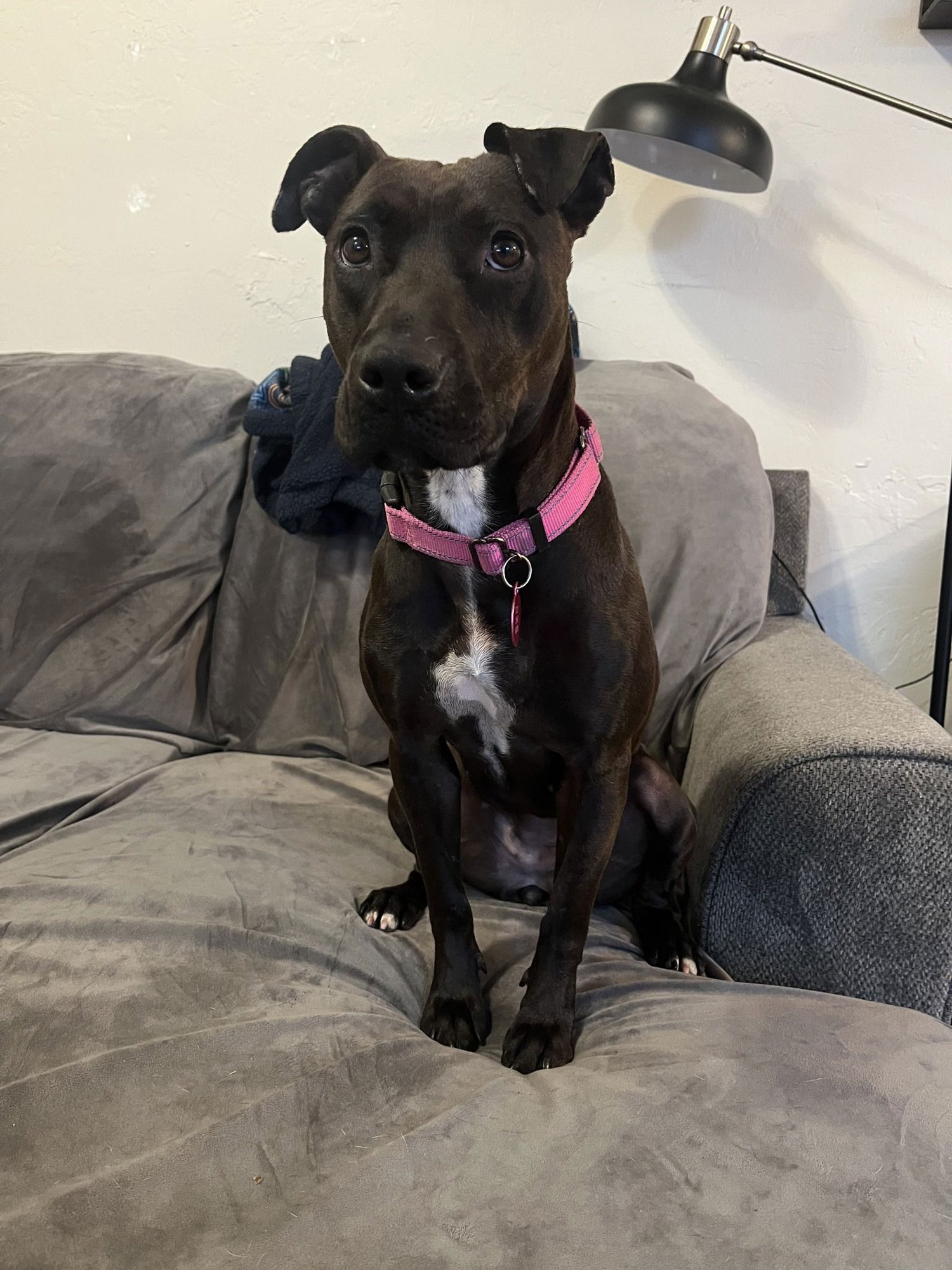 PARIS - Unknown for adoption in Gainesville
