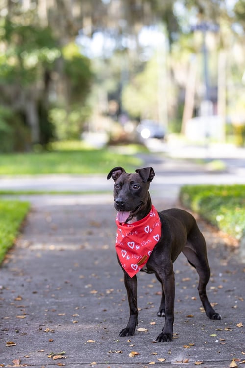 PARIS II - Unknown for adoption in Gainesville